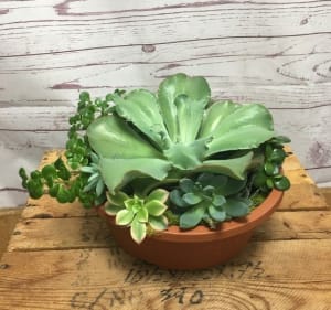 Stunning Succulent Dish Garden Flower Bouquet