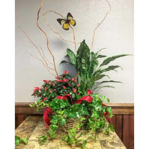 Triple Basket Plant- 3 6" Plants Flower Bouquet