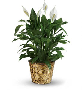 Large Peace Lily Plant Flower Bouquet