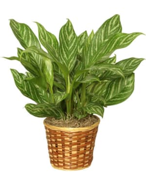 Chinese Evergreen Plant Flower Bouquet