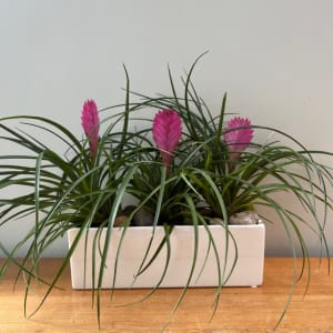 Tillandsia Planter Flower Bouquet