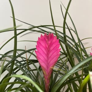 Tillandsia Planter