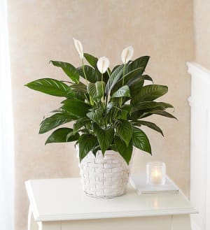 Peace Lily Plant for Sympathy Flower Bouquet