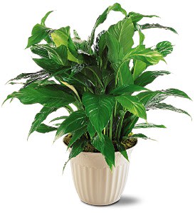 Spathiphyllum Plant Flower Bouquet