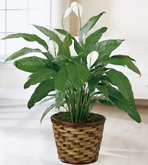 Spathiphyllum Plant Flower Bouquet