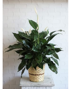 Large Elegant Spathiphyllum Flower Bouquet