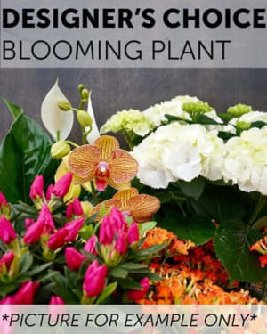 Designers Choice - Blooming Plant Flower Bouquet