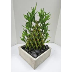 Large Pyramid Lucky Bamboo Flower Bouquet