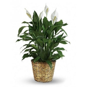 Large Elegant Spathiphyllum Flower Bouquet