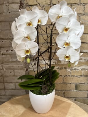 Two cascading orchids In white ceramic
