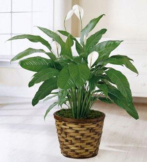 10" Spathiphyllum Flower Bouquet