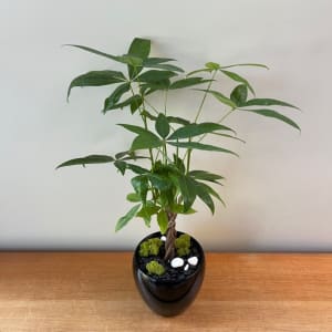 Money Tree Braided stem in Pot