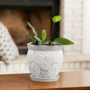 Towering Marginata- Dragon Tree Plant Flower Bouquet