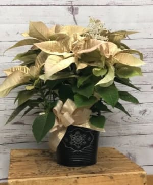 Color-Treated Poinsettia Plant Flower Bouquet