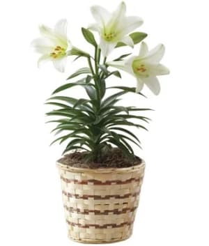 Easter Lily Plant in Basket Flower Bouquet