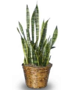 Snake Plant (sansevieria) Flower Bouquet