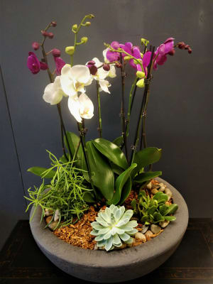 Grand Orchids and Succulents -  Stone grey poly resin container  (24 Hour Notice, please) Flower Bouquet