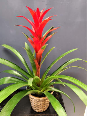 Bromeliad Flower Bouquet