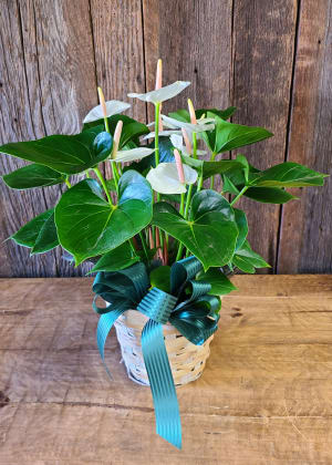 White Anthurium 6" Basket Flower Bouquet