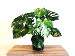 Monstera Flower Bouquet