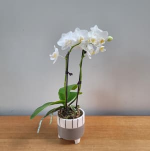 Small DOuble=== orchid in 4" pot Flower Bouquet