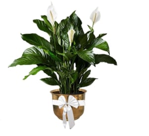 Peace Lily  Plant in Gold Planter  Flower Bouquet