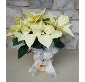 White Christmas Poinsettia in a Basket Flower Bouquet