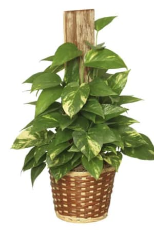 Heartleaf Philodendron Plant Flower Bouquet