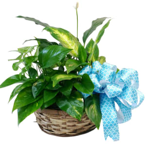 Fiesta Classic Dishgarden PL-919 Flower Bouquet