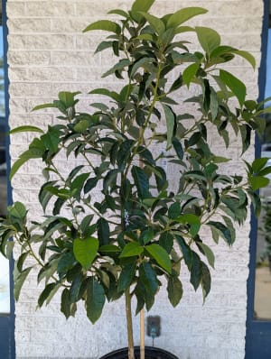 Fruit Trees Flower Bouquet