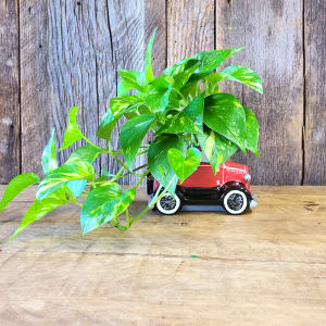 4" Pothos in Red Truck Flower Bouquet