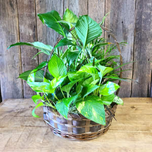 Green Plant Basket Garden Flower Bouquet