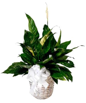 Variegated Spathiphyllum In 8 inch Basket PL-999 *ONLY 1 LEFT* Flower Bouquet