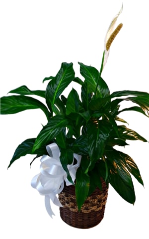 Spathiphyllum In 8 inch Basket PL-909 Flower Bouquet