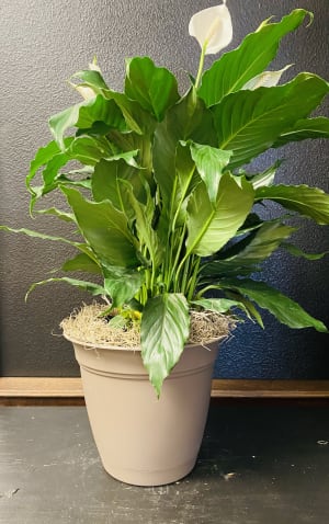 Greenhouse Spath Flower Bouquet