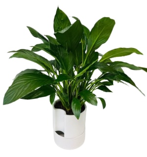 Peace Lily in a Modern Self Watering Pot PL-8002 Flower Bouquet