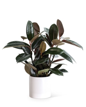 Rubber Tree Plant Flower Bouquet