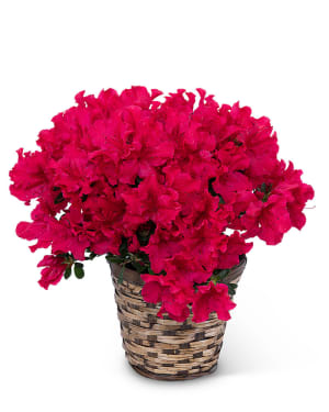 Azalea Plant Flower Bouquet