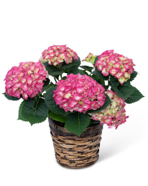 Pink Hydrangea Plant Flower Bouquet