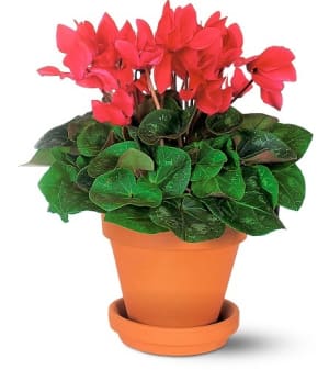 Sensational Cyclamen Flower Bouquet