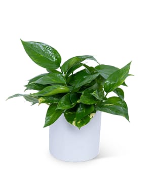 Pothos Plant Flower Bouquet