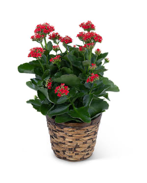 Red Kalanchoe Plant Flower Bouquet