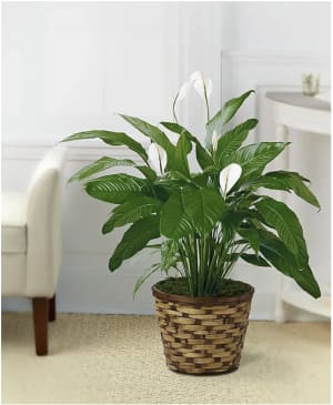 Peace Lily Potted Plant Flower Bouquet