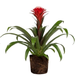 Bromeliad Guzmania Flower Bouquet