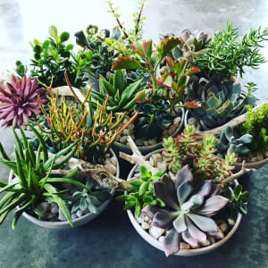 Main Street Succulents Flower Bouquet