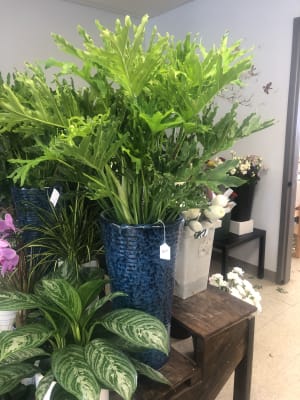 elephant ear plant  Flower Bouquet