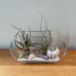 Under The Sea Air Plant Terrarium