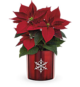 Teleflora's Snowflake Poinsettia Flower Bouquet