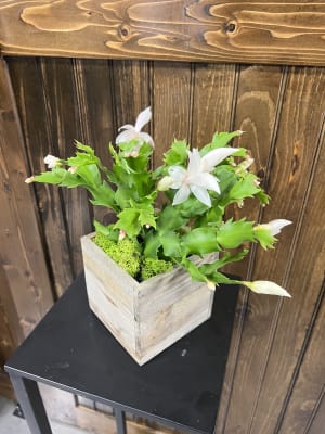 Christmas Cactus - White Flower Bouquet