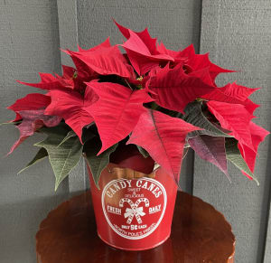 Poinsettia Candy Canes Tin Flower Bouquet